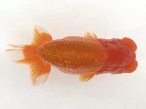 山梨錦城会　二歳会　取締一　安藤　昭