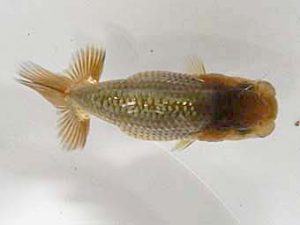 研究会　東大関　吉村昭治