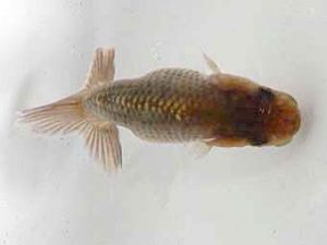 研究会　西大関　立松和三