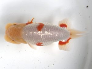 観栄らんちう会　二歳会　西大関　神尾昭司