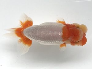 観栄らんちう会　二歳会　取締二　五十嵐　稔