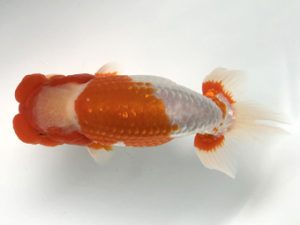 観栄らんちう会　二歳会　取締一　小山徹志