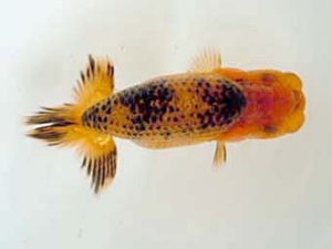 観友らんちう会　研究会　1位　工藤賢一