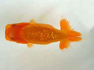 観友らんちう会　研究会　3位　斉藤弘栄