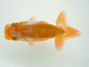 観友らんちう会　研究会　4位　渡邊欣也