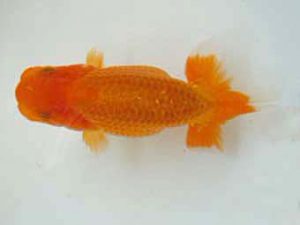 観友らんちう会　研究会　5位　宮川幸久