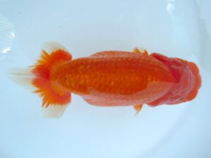 二歳会　西大関　田中孝俊
