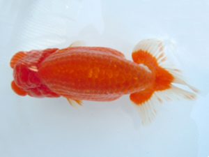 二歳会　立行司　田中孝俊