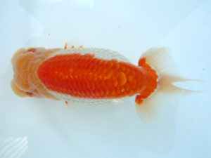 二歳会　取締一　安田光伸