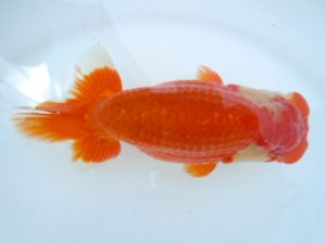 二歳会　取締二　相馬健一