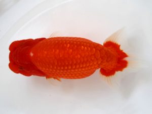 二歳会　東大関　原　行男(浜松市)