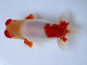 二歳会　東大関　松本芳夫 (静岡市)