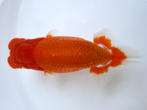 二歳会　立行司　小野  五 (浜松市)