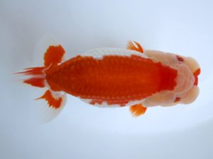 二歳会　取締一　河内広明 (磐田市)