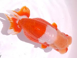 二歳会　東大関　中村正志