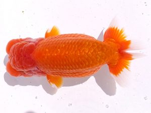 二歳会　立行司　北島欣一