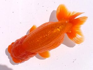 二歳会　取締一　佐俣　幸