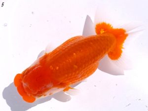 二歳会　取締二　大竹俊雄