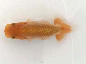 山梨錦城会　第一回研究会　一位　杉浦憲治