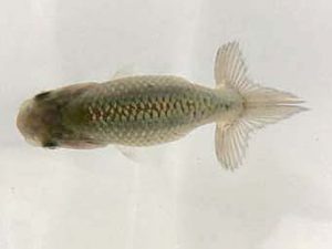 山梨錦城会　第一回研究会　二位　志村雄二