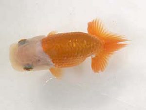 山梨錦城会　第一回研究会　三位　庄村　清