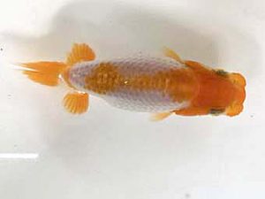 山梨錦城会　第一回研究会　四位　小山徹志