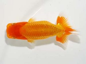 横浜観魚会　第一回研究会　1位　秋元和男