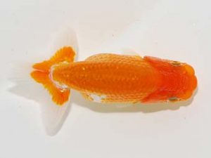 横浜観魚会 第一回研究会 10位　佐藤徳正