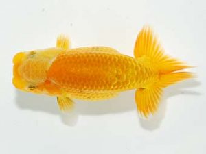 横浜観魚会 第一回研究会 11位　芳賀孝泰