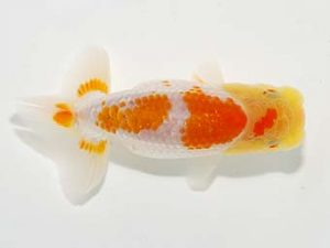 横浜観魚会 第一回研究会 12位　齋藤一成