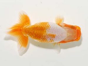 横浜観魚会 第一回研究会 13位　野島隆一