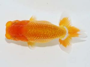 横浜観魚会 第一回研究会 14位　加藤貞信