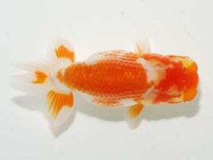 横浜観魚会 第一回研究会 15位　安田正伯