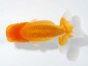 横浜観魚会 第一回研究会 16位　齋藤一成