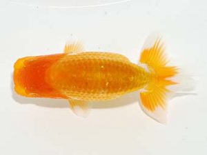 横浜観魚会　第一回研究会　2位　篠　孝利