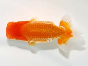 横浜観魚会　第一回研究会　3位　安藤　寛