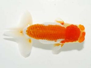 横浜観魚会　第一回研究会　4位　安藤　寛