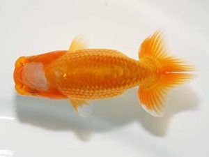 横浜観魚会 第一回研究会 6位　野島隆一