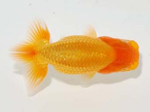 横浜観魚会 第一回研究会 7位　秋元和男