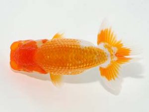 横浜観魚会 第一回研究会 8位　加藤貞信