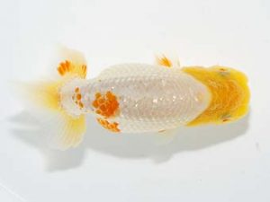 横浜観魚会 第一回研究会 9位　望月武雄