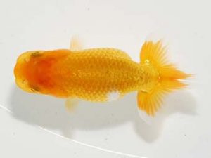 横浜観魚会　第一回研究会　1位　秋元和男