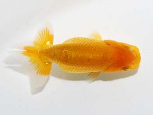 横浜観魚会 第一回研究会 11位　村田祐則