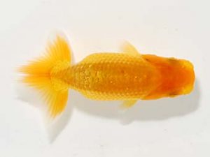 横浜観魚会 第一回研究会 12位　安藤　寛