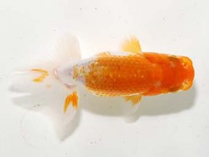 横浜観魚会 第一回研究会 13位　袴田源一