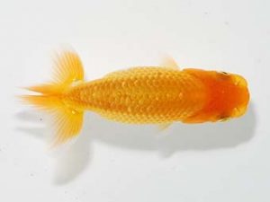 横浜観魚会 第一回研究会 16位　本橋功一