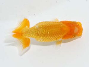 錦蘭会　春季品評大会　3位　大渕　功