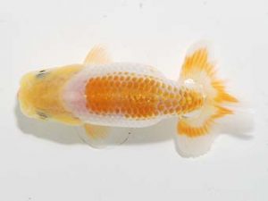 横浜観魚会　第一回研究会　4位　目黒康弘