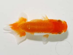 横浜観魚会　第一回研究会　5位　中川元吉