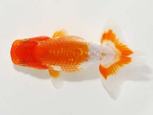 横浜観魚会 第一回研究会 7位　佐藤徳正